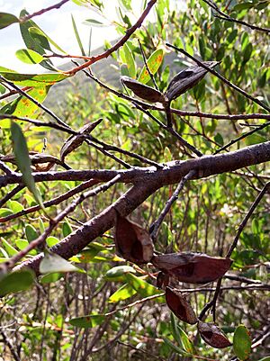 Hakea lasiantha fruit