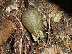 Hexastylis arifolia2