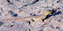 Holbrookia propinqua, keeled earless lizard, Tamaulipas