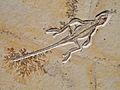 Homeosaurus maximiliani, lizard, Jurassic, Solnhofen Limestone, Eichstatt, Bavaria, Germany - Houston Museum of Natural Science - DSC01988