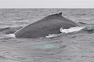 Humback whale Ecuador