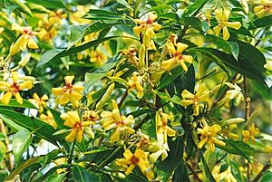 Hymenosporum flavum flowers Port Macquarie