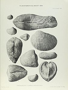 Illustration of Cretaceous Lamelliabranchia by Thomas Alfred Brock-Monograph of Palaeontographical Society-Vol63 1909 0263-Plate41