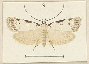 Izatha balanophora Fig. 8 Plate LIX A supplement (cropped).jpg