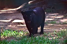 Jaguar (Panthera onca) negra