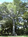 Kapok tree Honolulu
