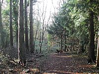 King's Wood - typical scenery - geograph.org.uk - 87577.jpg