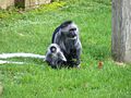 King colobus monkeys