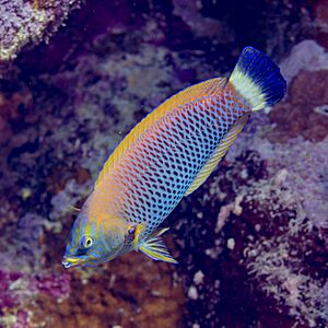 Lábrido (Pseudodax moluccanus), mar Rojo, Egipto, 2023-04-16, DD 30.jpg
