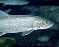 Lake trout 01