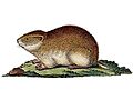 Lemmus sibiricus