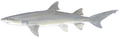 Lemon shark (Duane Raver)