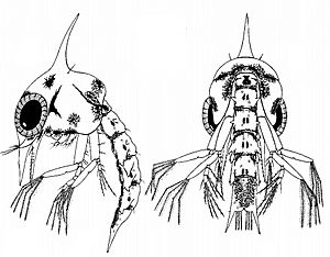 Leptograpsus variegatus larvae