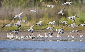 Limosa lapponica Landing - Orielton Lagoon