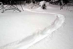 Lontra canadensis snow tracks 1