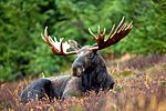 Male Moose.jpg
