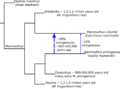 Mammuthus phylogeny