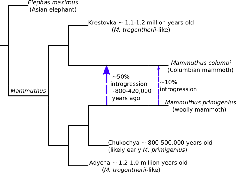 Mammuthus phylogeny