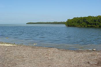 Mangrove beach - Flickr - pellaea.jpg