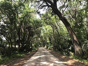 Micanopy street and trees