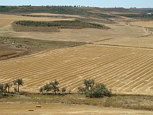 Montealegre paisaje de campo segado y zonas verdes ni
