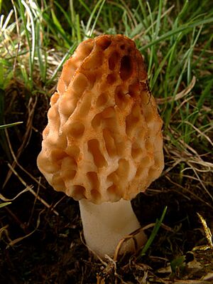 Morchella esculenta 08