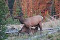 Mother Elk Nursing Her Calf