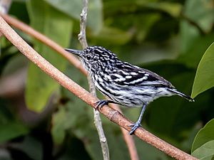 Myrmotherula cherriei - Cherrie's antwren (male) , Novo Airão, Amazonas, Brazil.jpg