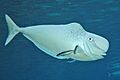 Naso tonganus LyleVail