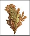 Native Copper from Huelvor near Redruth, Cornwall
