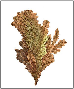 Native Copper from Huelvor near Redruth, Cornwall
