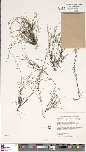Naturalis Biodiversity Center - L.1424123 - Calopsis pulchra Esterh. - Restionaceae - Plant type specimen