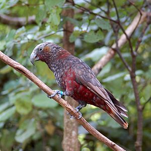 Nestor meridionalis -Karori Wildlife Sanctuary, Wellington, New Zealand-8
