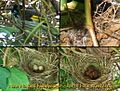 New holland honeyeater nest