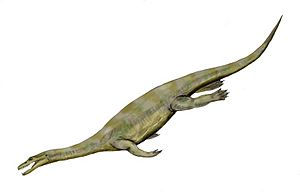 Nothosaurus BW.jpg