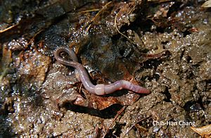 Octolasion lacteum Apr 16, 2010 (13609068545).jpg