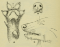 On the feet of the canidae and ursidae (1914) fig. 2
