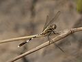 Orthetrum sabina (4187624054)
