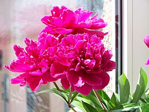 Paeonia 19
