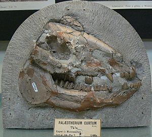 Palaeotherium curtum skull.JPG