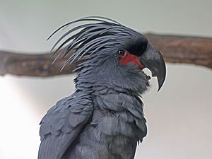 Palm Cockatoo RWD