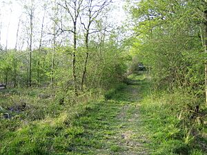 Path, Finemere Wood near Shipton Lee - geograph.org.uk - 420374