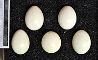 five white eggs on a black background