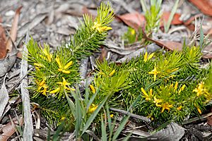 Persoonia tenuifolia.jpg