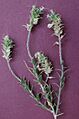 Petalonyx thurberi