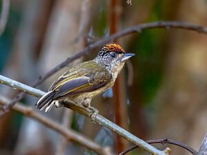 Picumnus subtilis - Fine-barred Piculet (male); Rio Branco, Acre, Brazil.jpg