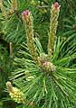 Pinus mugo Blüten