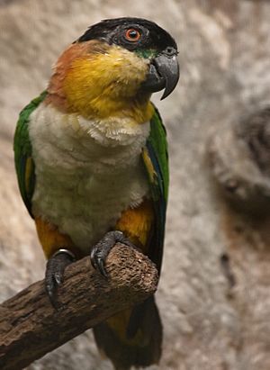 Pionites melanocephalus -Jurong Bird Park-8a.jpg