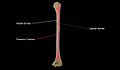 Posterior-view-of-the-humerus-showing-borders-and-surfaces