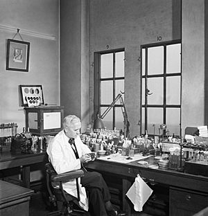 Professor Alexander Fleming at work in his laboratory at St Mary's Hospital, London, during the Second World War. D17801
